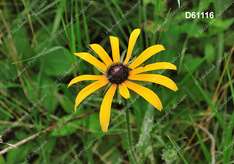 Rudbeckia hirta (Black-eyed Susan)